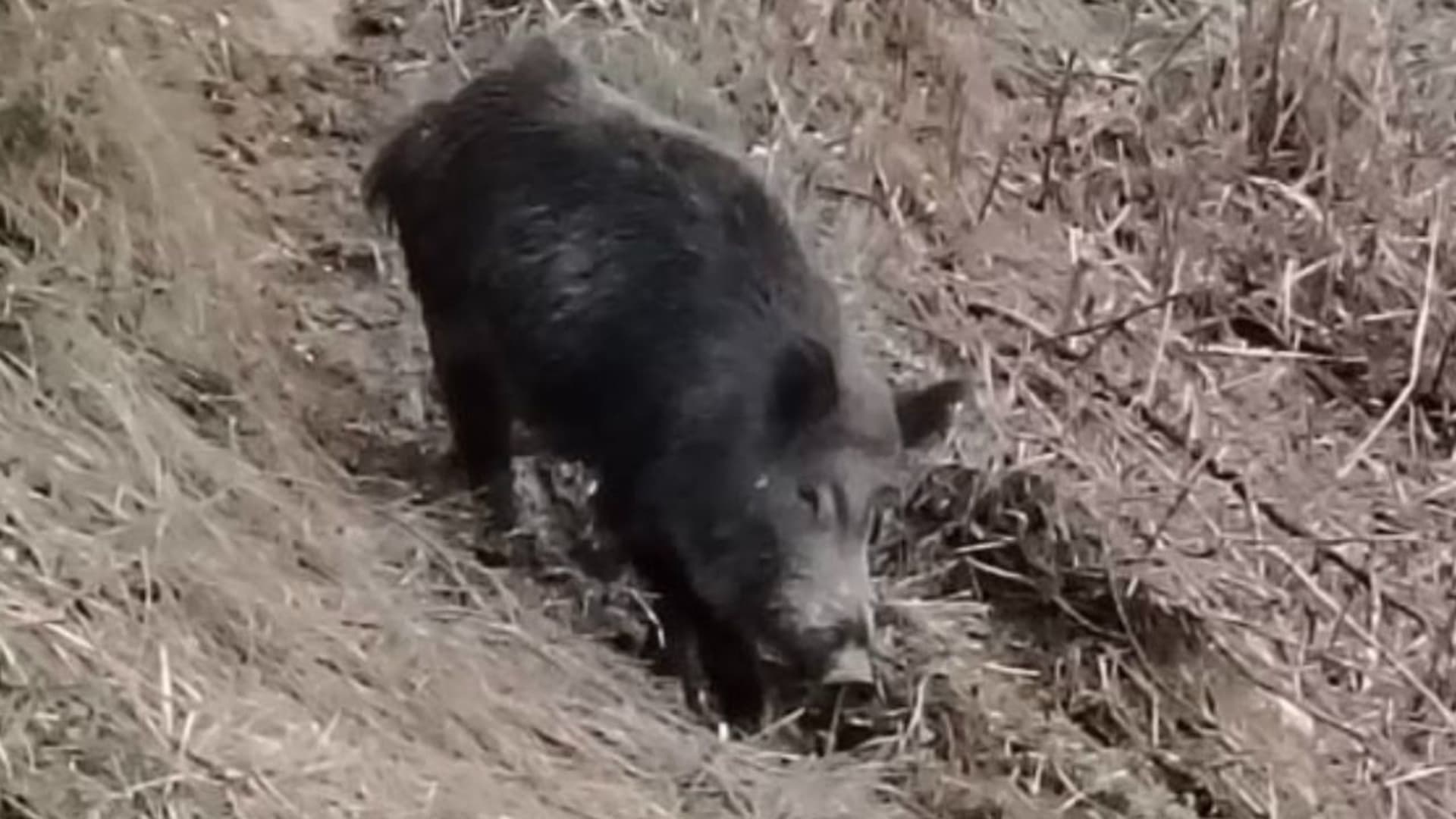 Il cinghiale avvistato