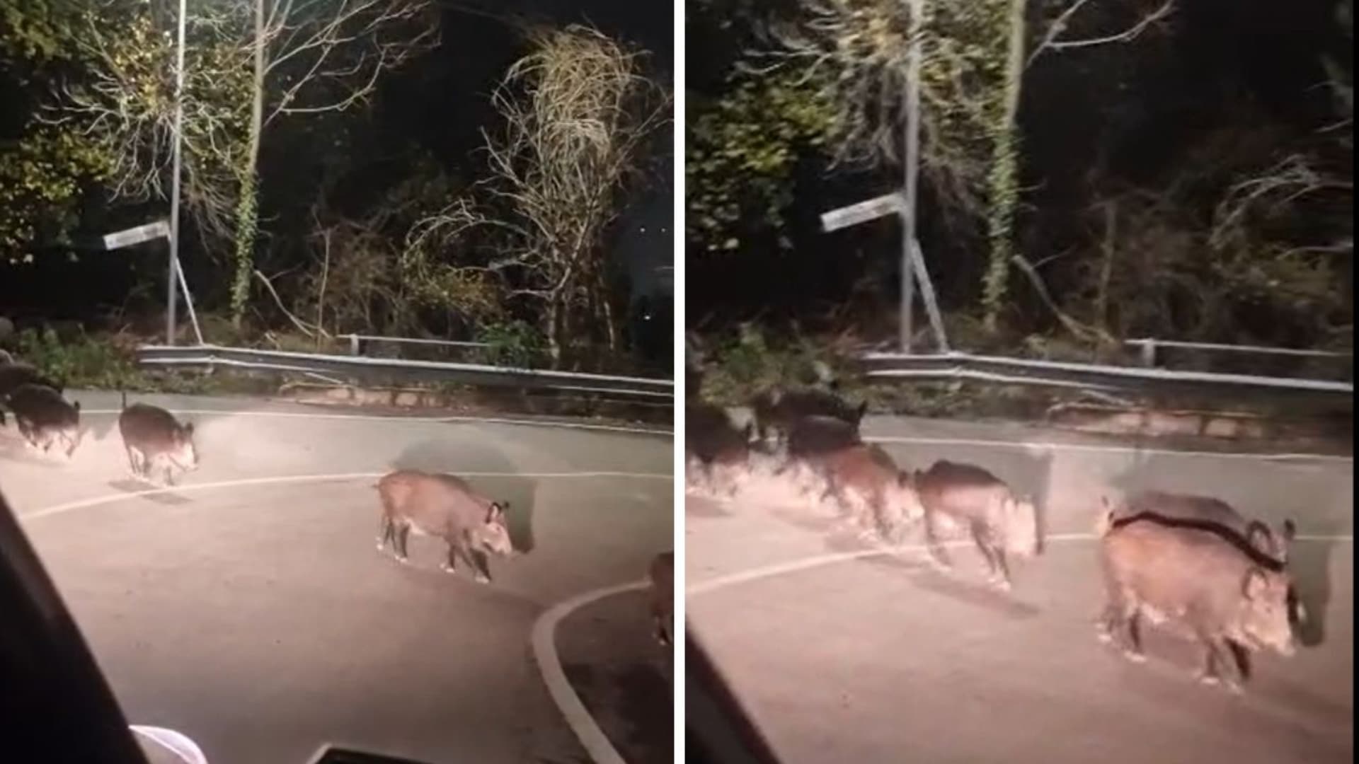 Una parte della famiglia di cinghiali