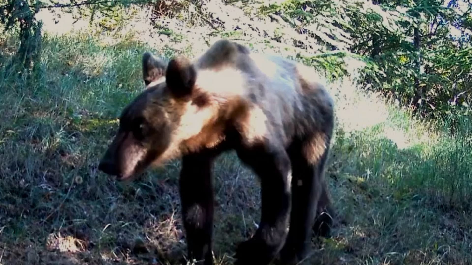 L'orso marsicano ripreso dalle telecamere