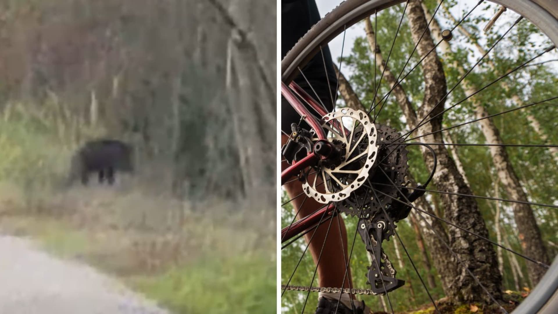 Teramo, se la gara in bici è tra un ciclista e un... cinghiale (ma seguite il nostro consiglio)