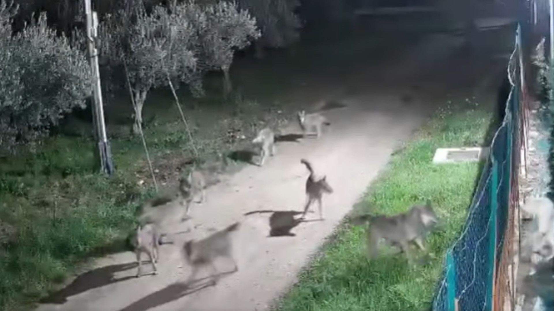 Il branco di lupi in provincia di Chieti