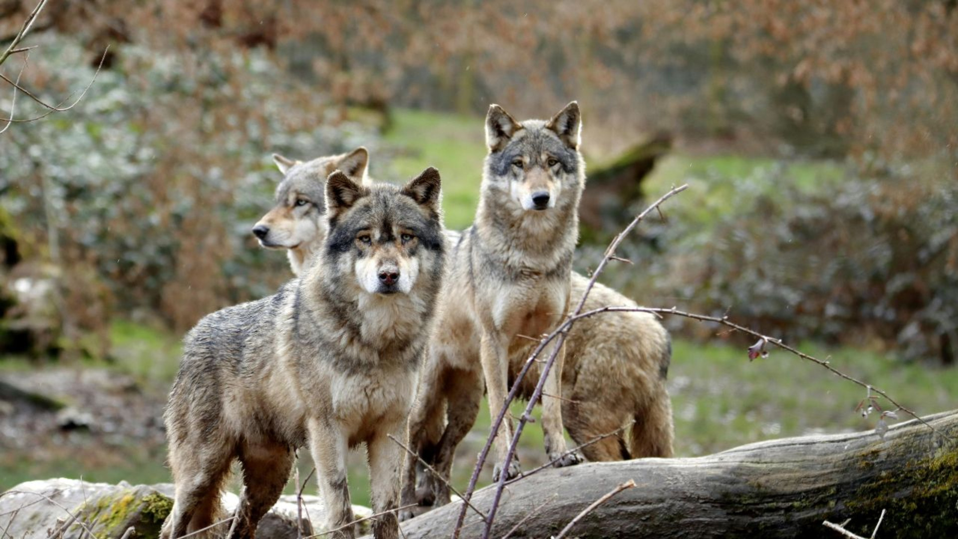 Un branco di lupi (foto d'archivio)