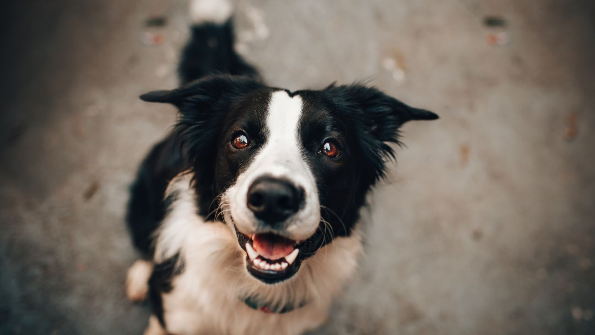 L'animale è stato sequestrato (Foto di repertorio)