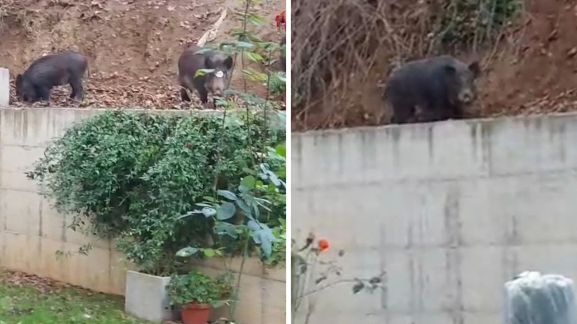 La colonia di cinghiali in azione
