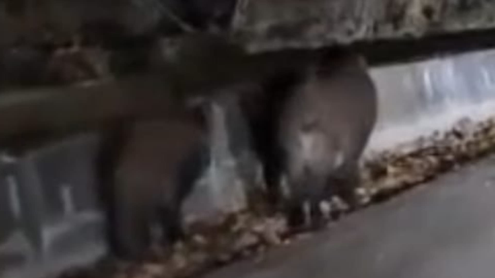 Ancora allarme cinghiali a Teramo