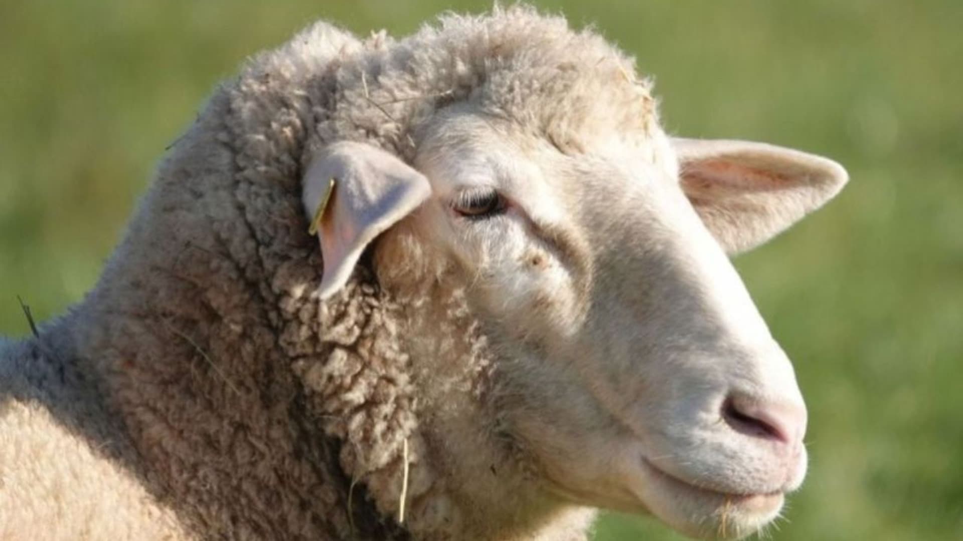 Sempre più casi di Blue tongue