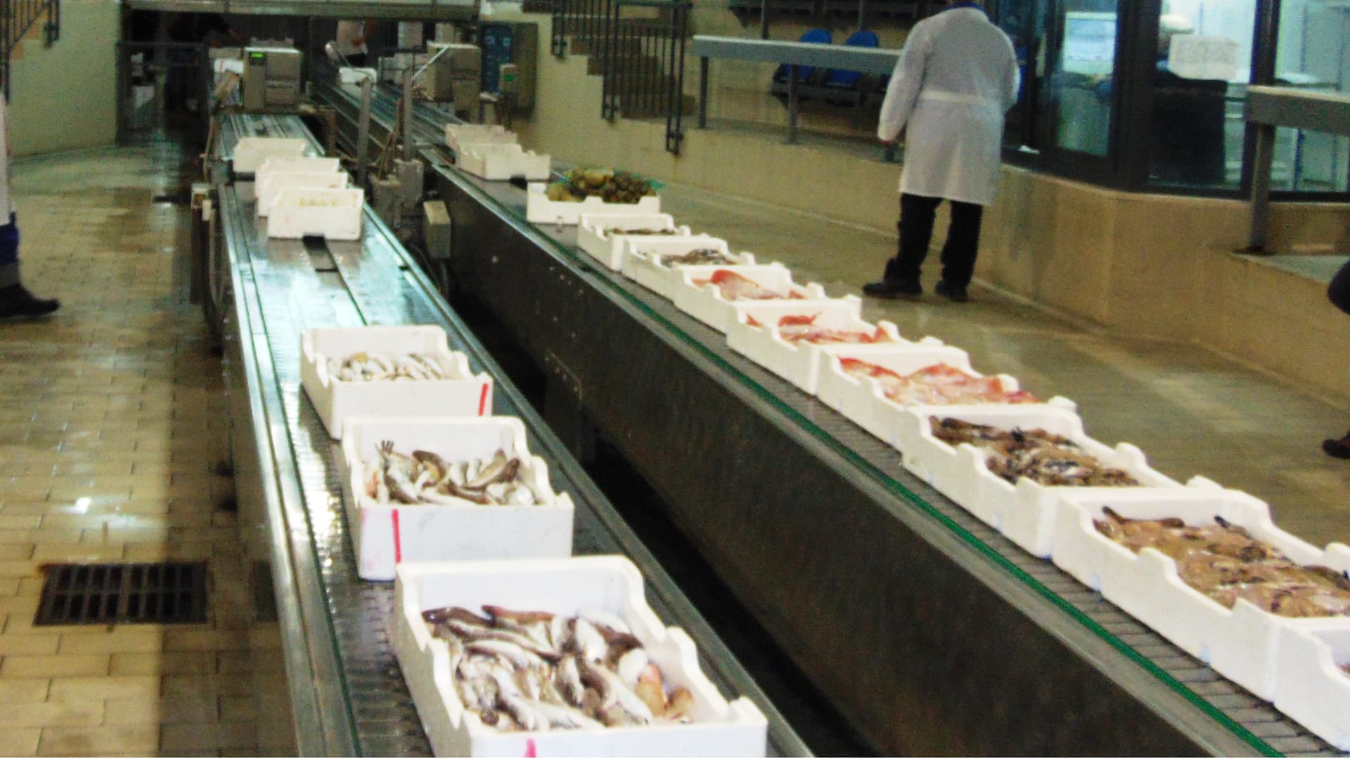 Pescara, caos al Mercato Ittico: malfunzionamenti e code mettono a rischio la freschezza del pescato