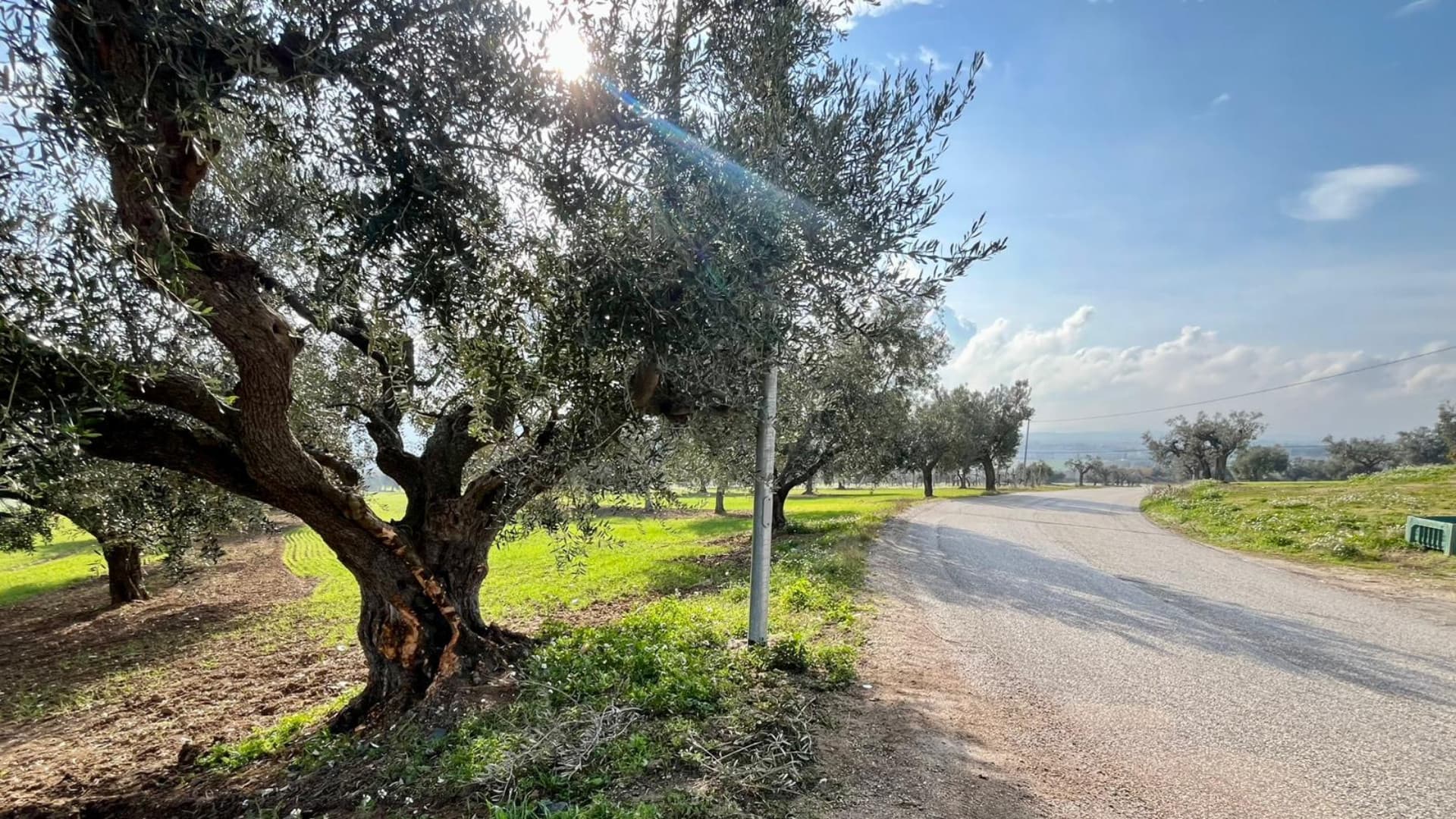 L'albero contro cui si è schiantata l'auto