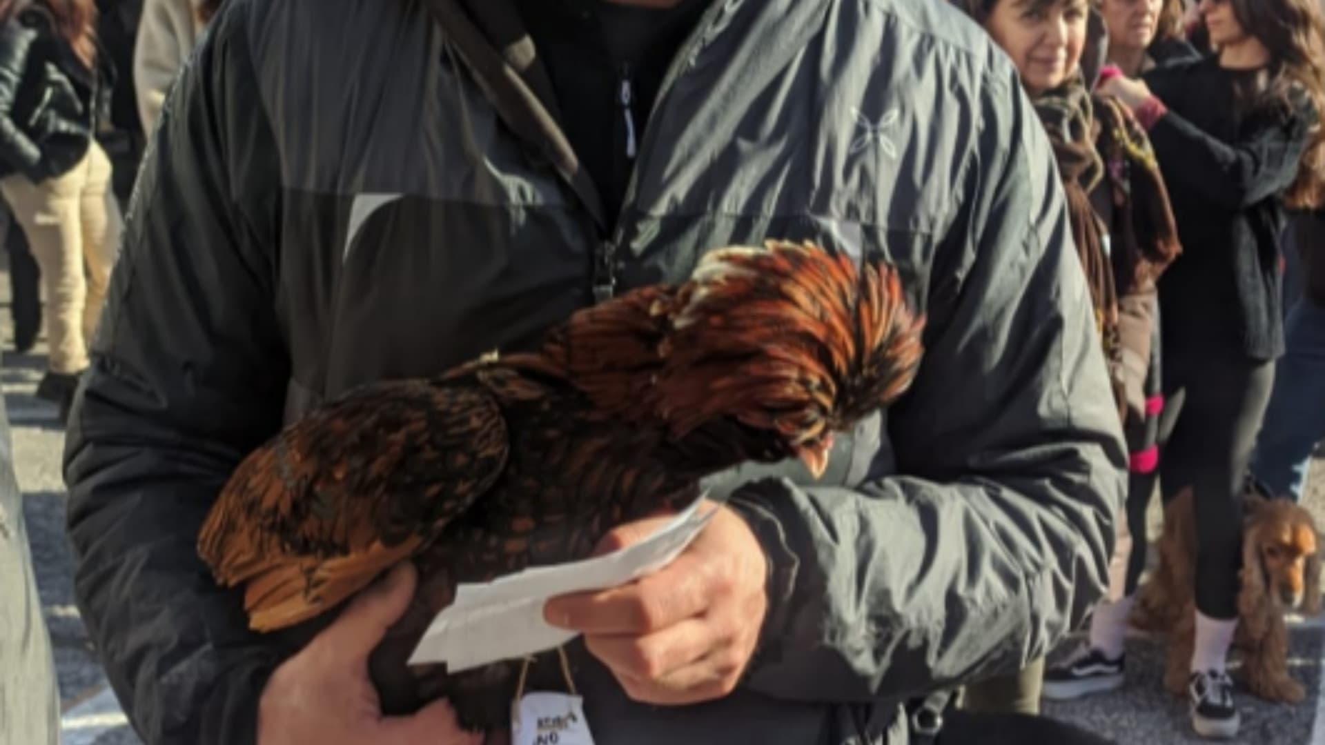 La gallina premiata