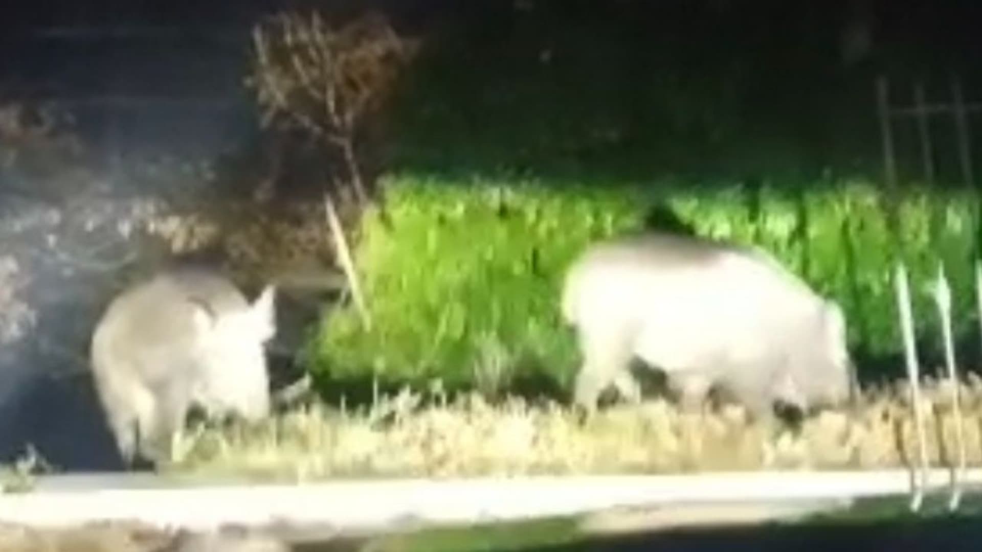 L'invasione dei cinghiali a Colleparco