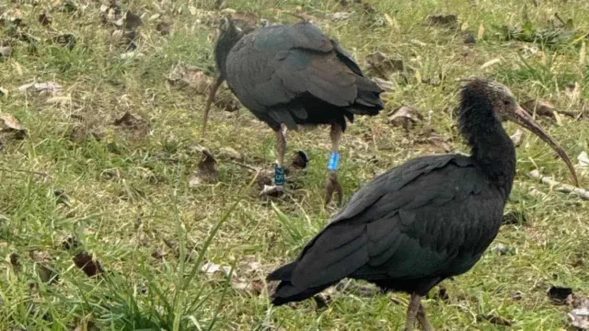 Ferito un esemplare di Ibis eremita