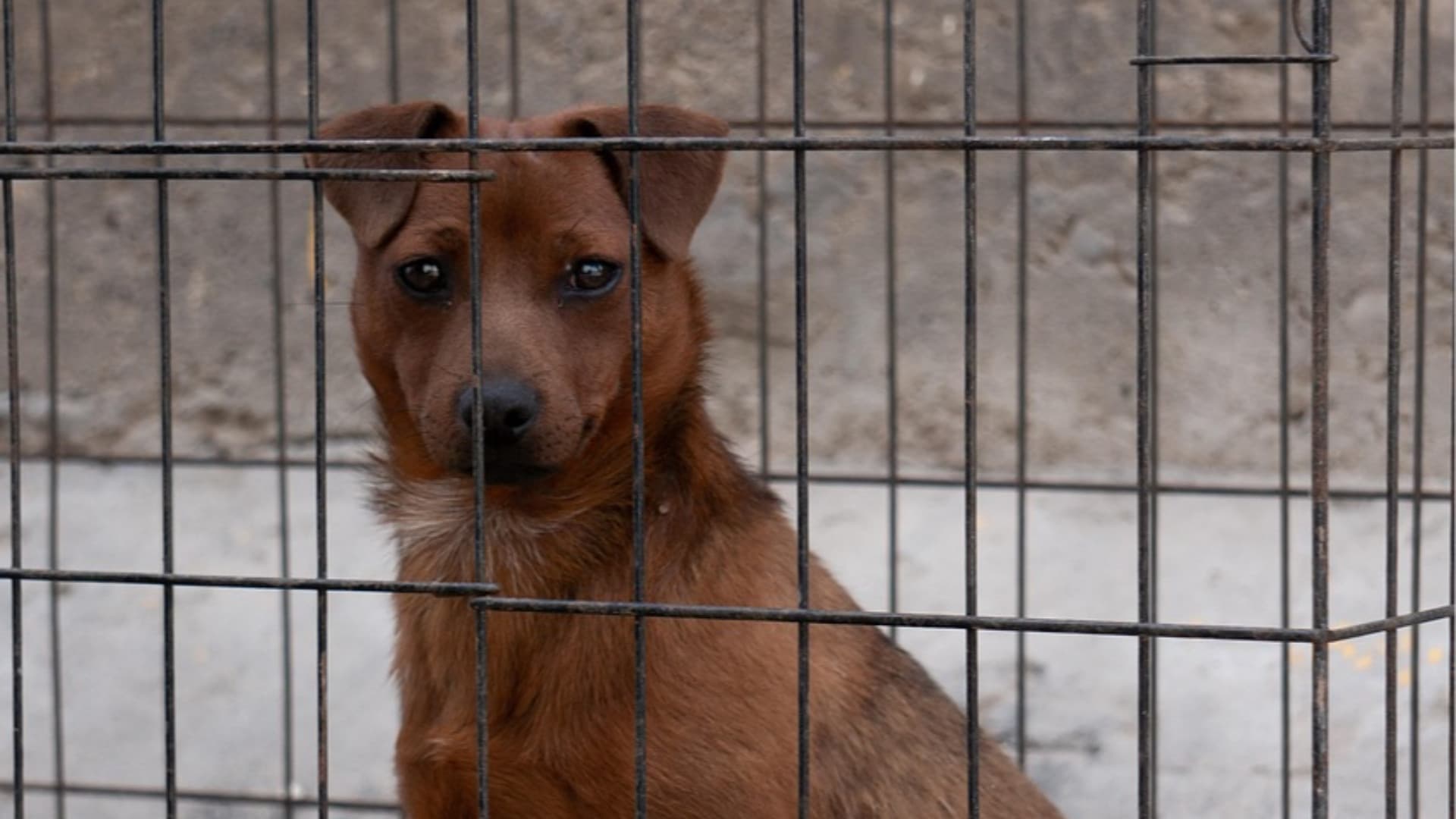 Un cane in una gabbia (archivio)