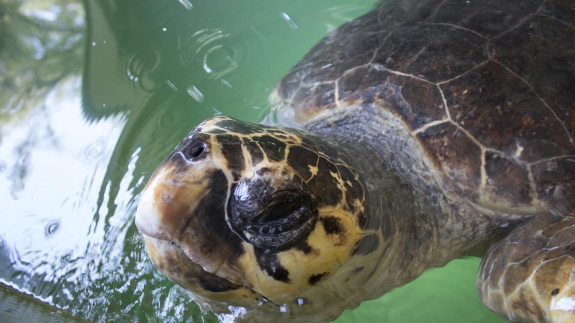 Tartarughe Caretta Caretta: primato di Vasto nel soccorso