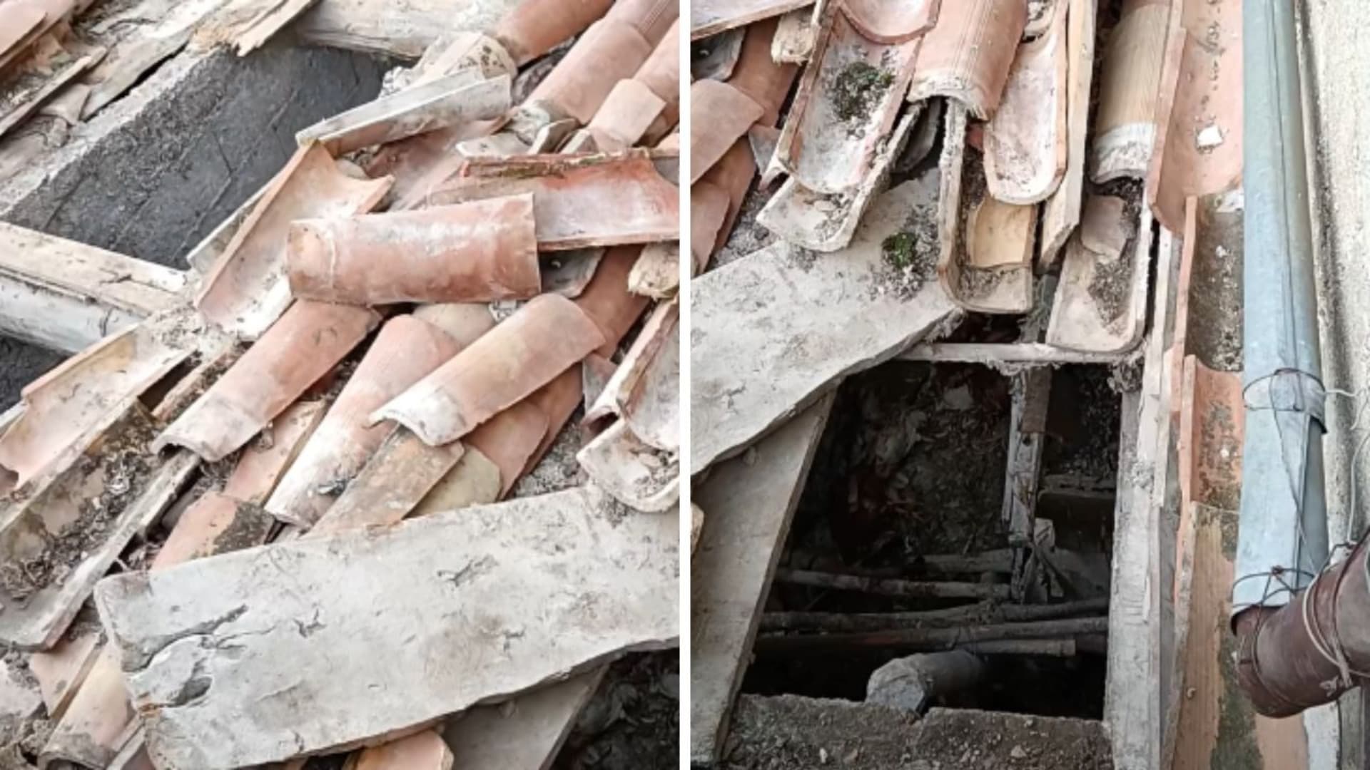 Castel di Sangro, l'ultimo "blitz" dell'orsa bambina e i suoi cuccioli - Video