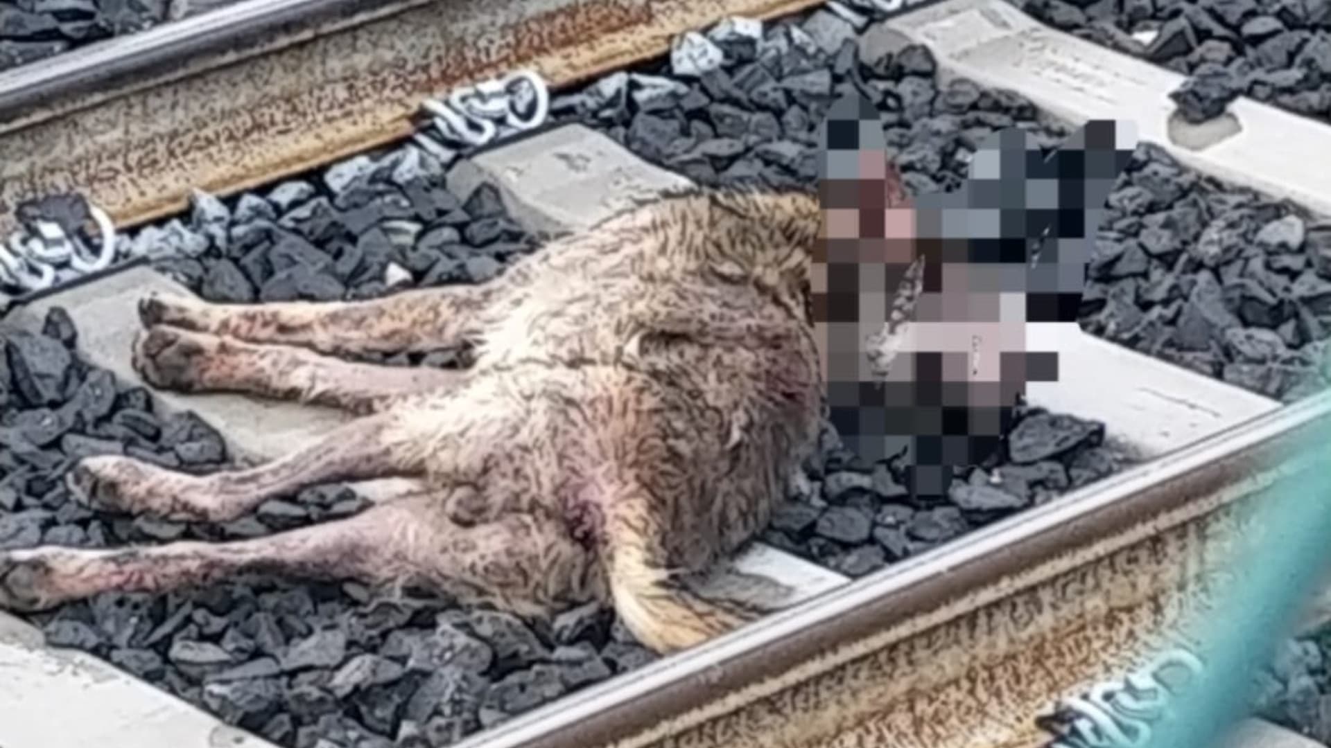 Uno dei due esemplari