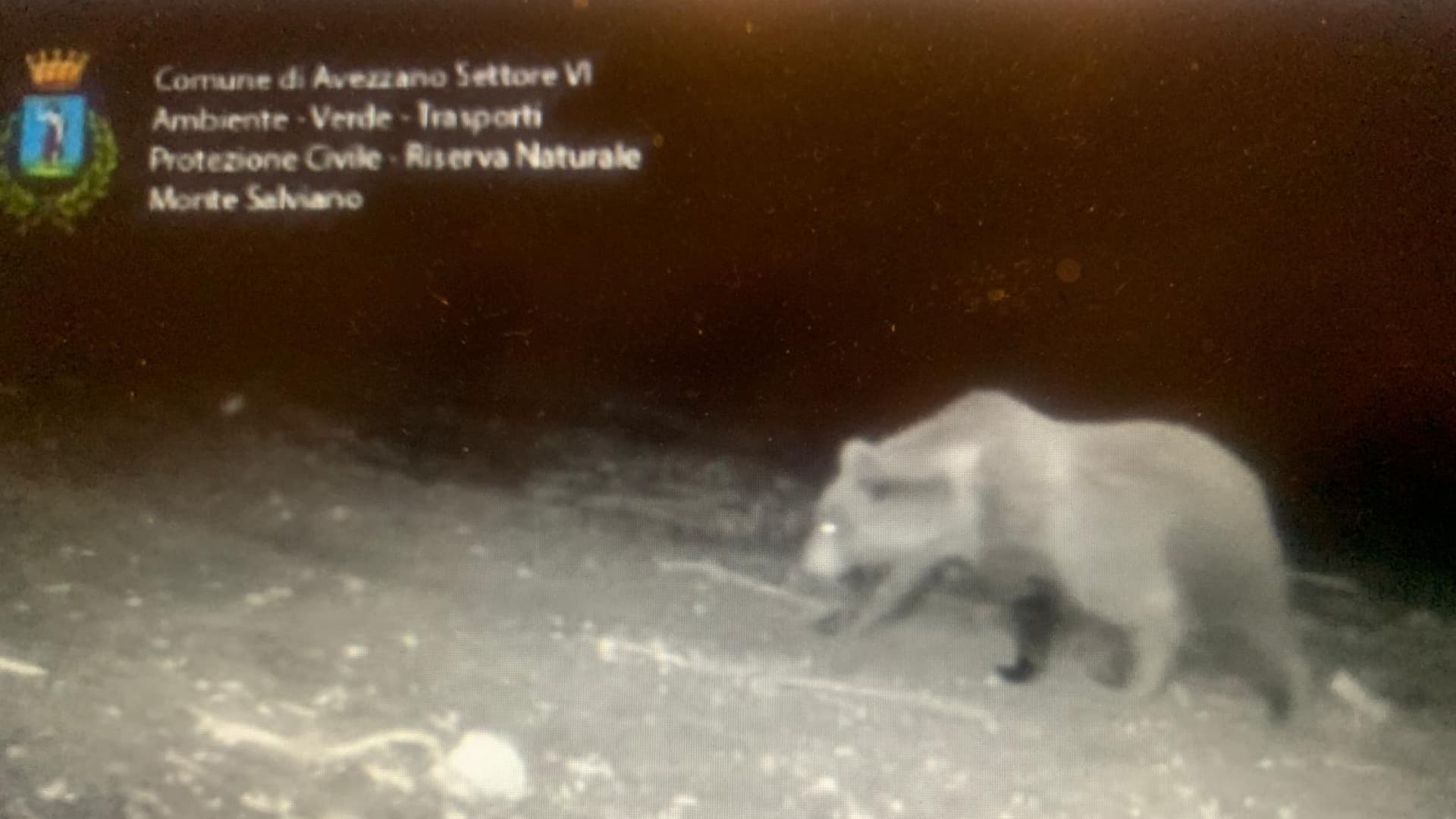 L’orso torna sul Salviano: nuove immagini a due passi da Avezzano