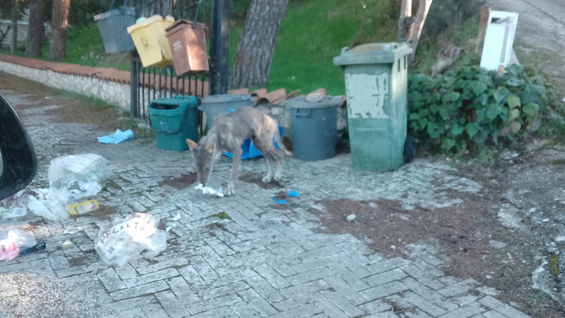 Il lupo (foto gruppo Resistenza rurale)