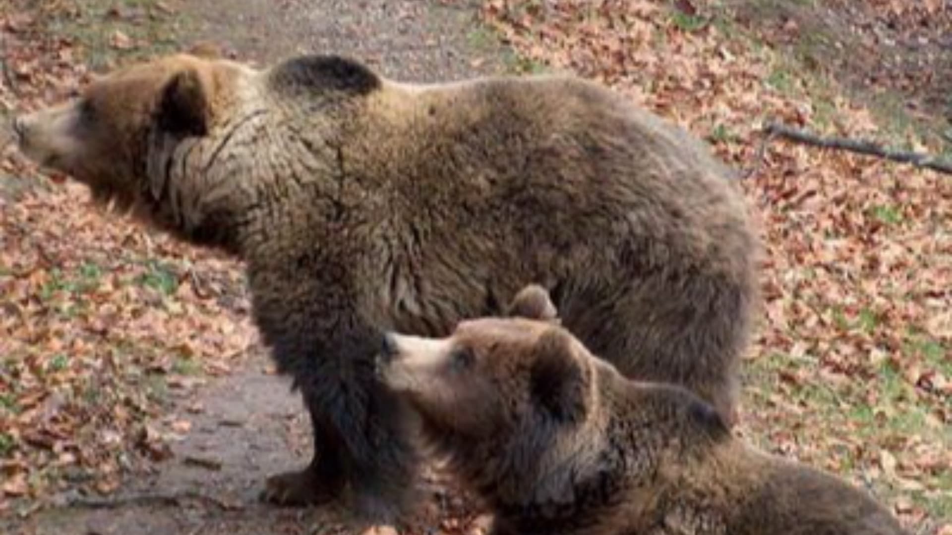 Lecce dei Marsi, 330 piante da frutto per l’orso marsicano: il progetto di Ancos Aps