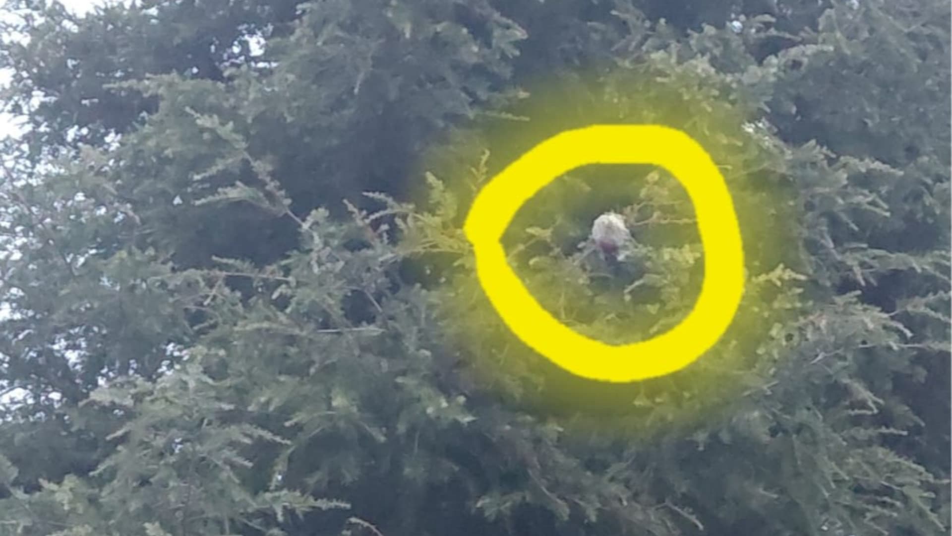 La segnalazione dei nidi di processionaria nei parchi