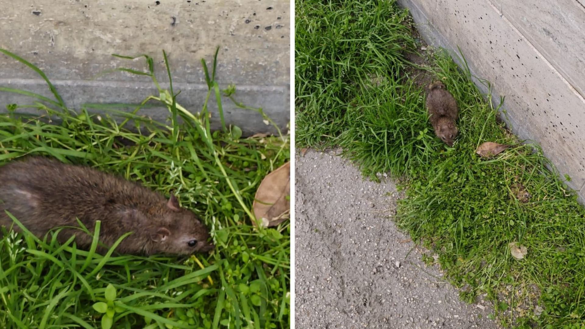 Teramo, roditore avvistato in via Roma: cresce la preoccupazione tra i residenti - Video