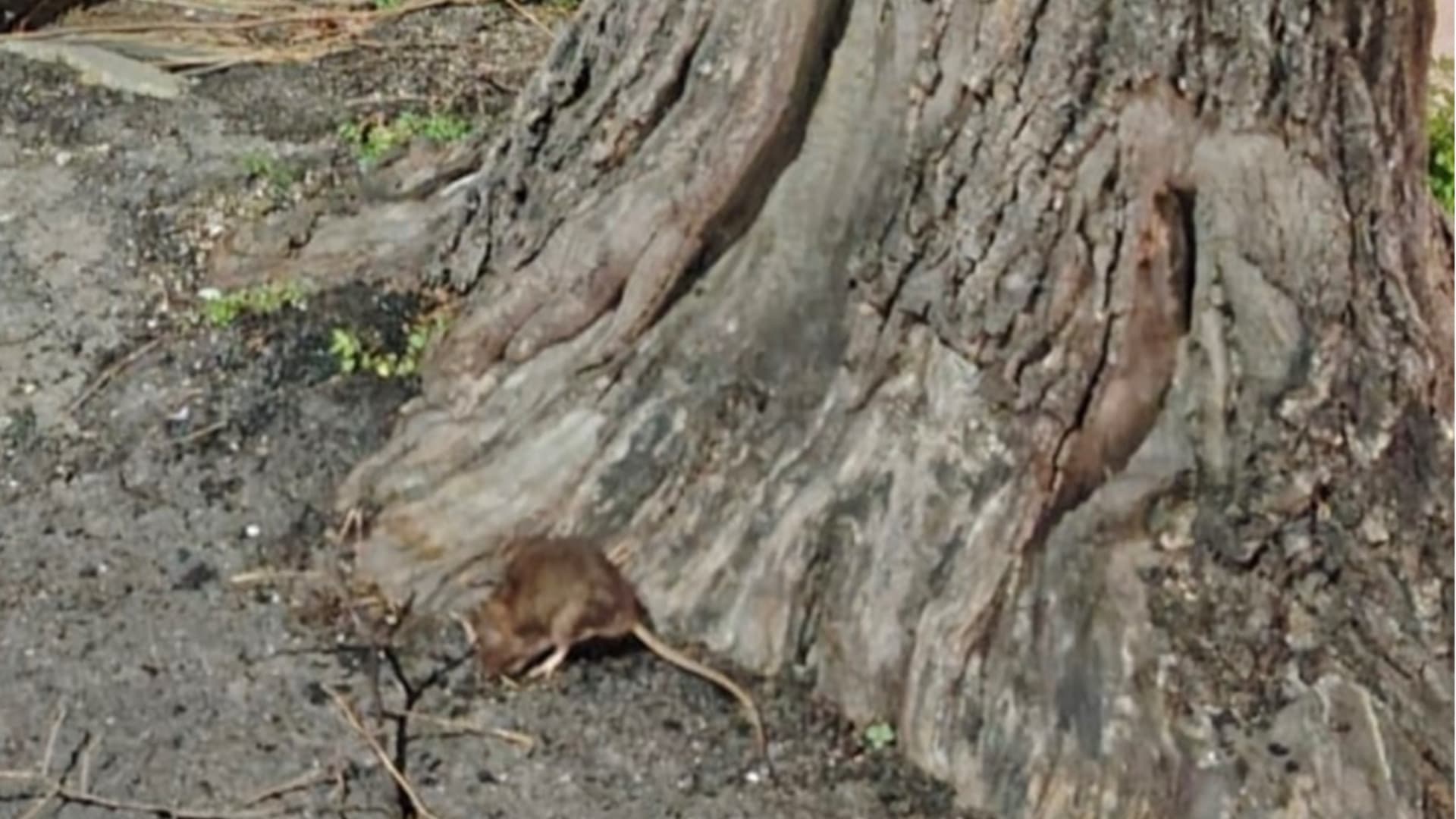 Allarme ratti a Teramo: nuova operazione di derattizzazione in città - Le ultime segnalazioni