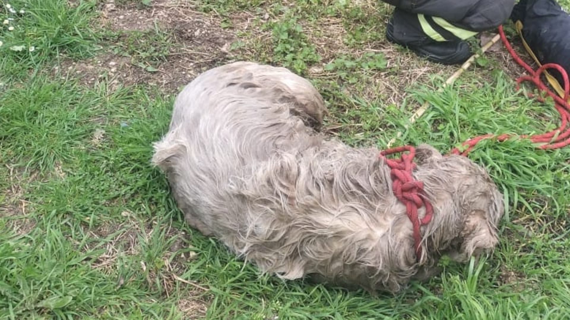 L'animale molto provato dopo il salvataggio