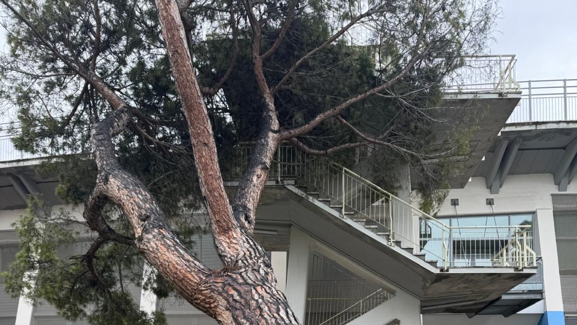 L'albero caduto
