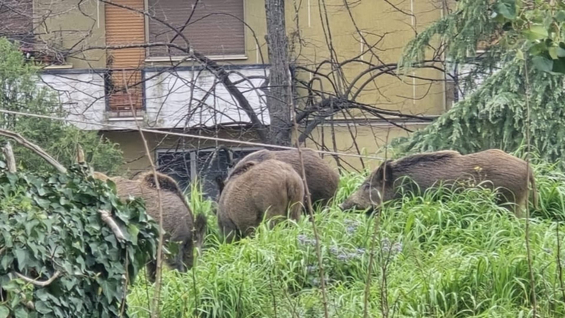 Cinghiali in città a Teramo, cresce l’allarme: rischi sanitari e sicurezza sotto accusa - Video: l'ultimo avvistamento