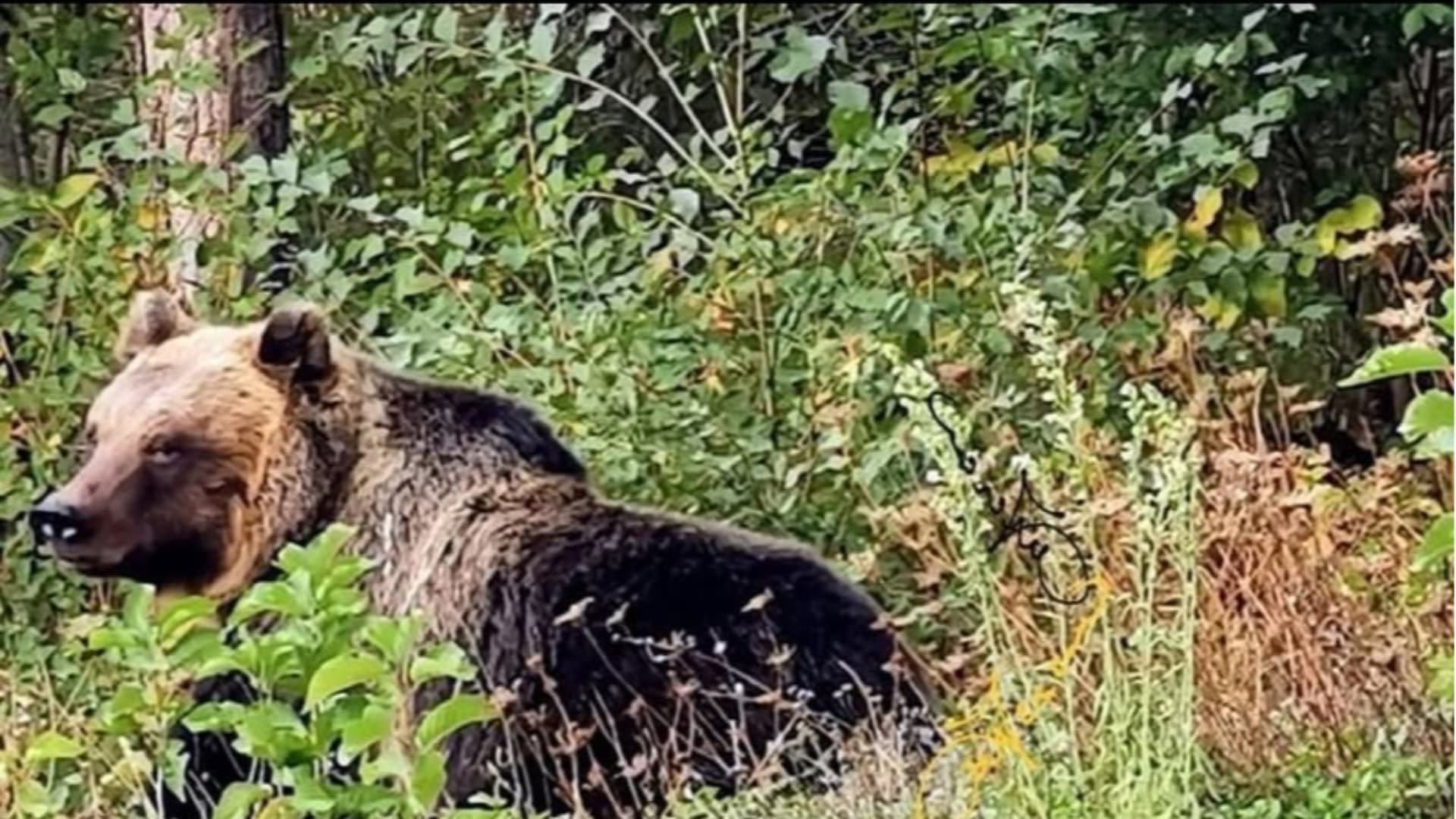 Orso marsicano, maxi frutteto ad Avezzano: 330 piante per favorire la convivenza