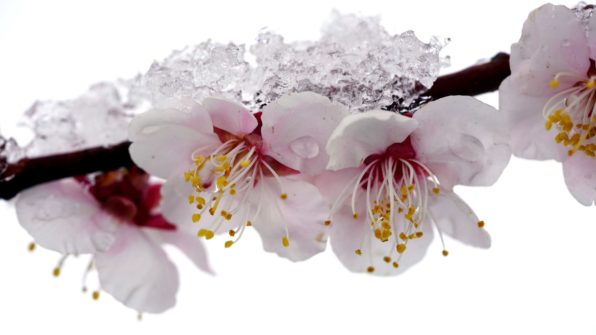 Il gelo colpisce i frutteti