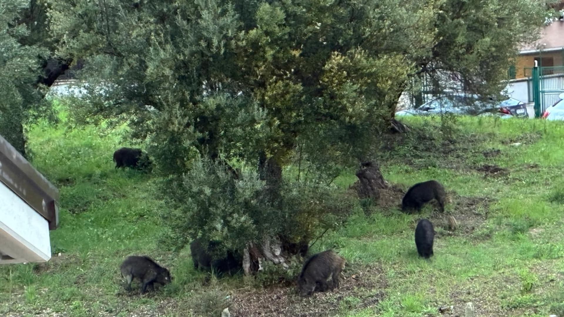 I cinghiali nel parco