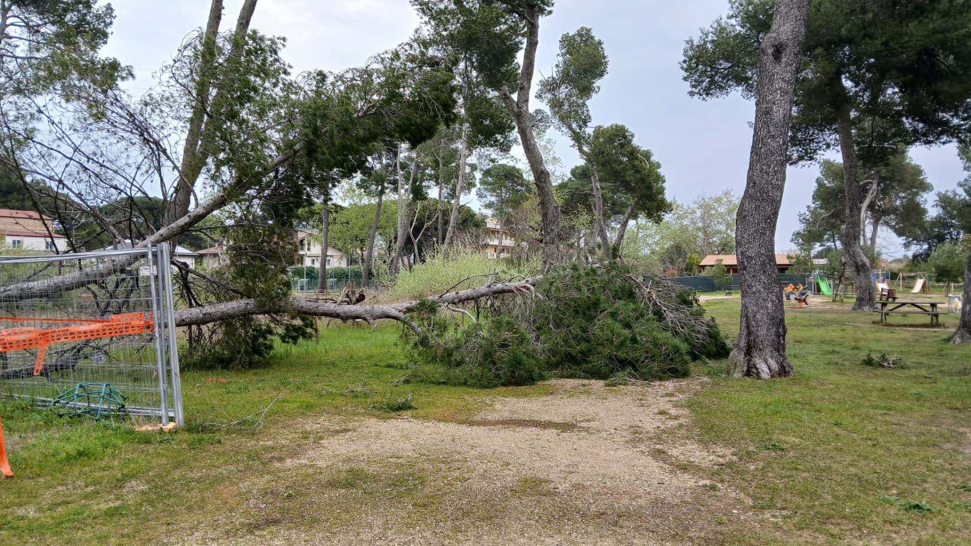 Uno degli alberi caduti