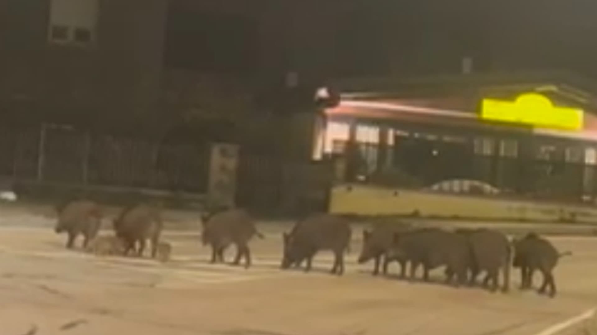 Cinghiali in carovana nel centro urbano