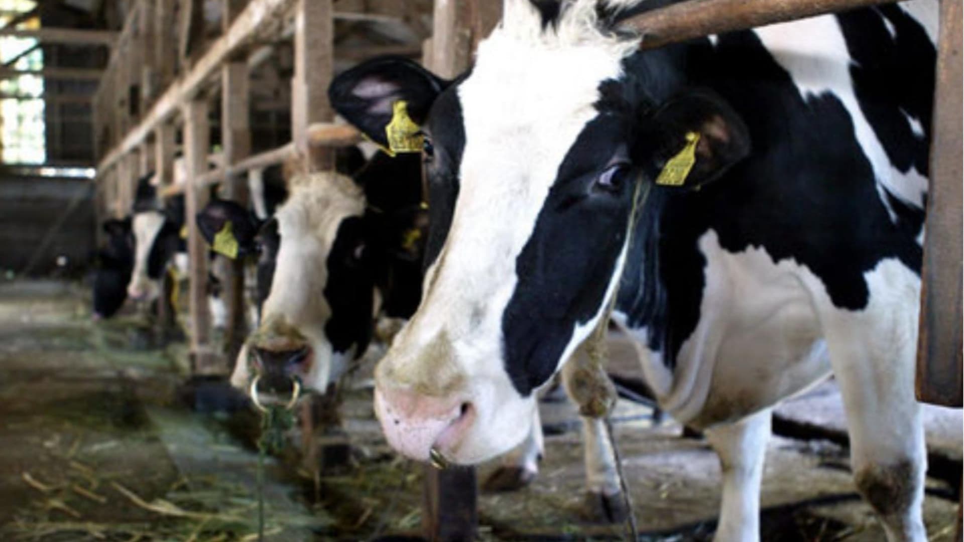 (foto di repertorio)