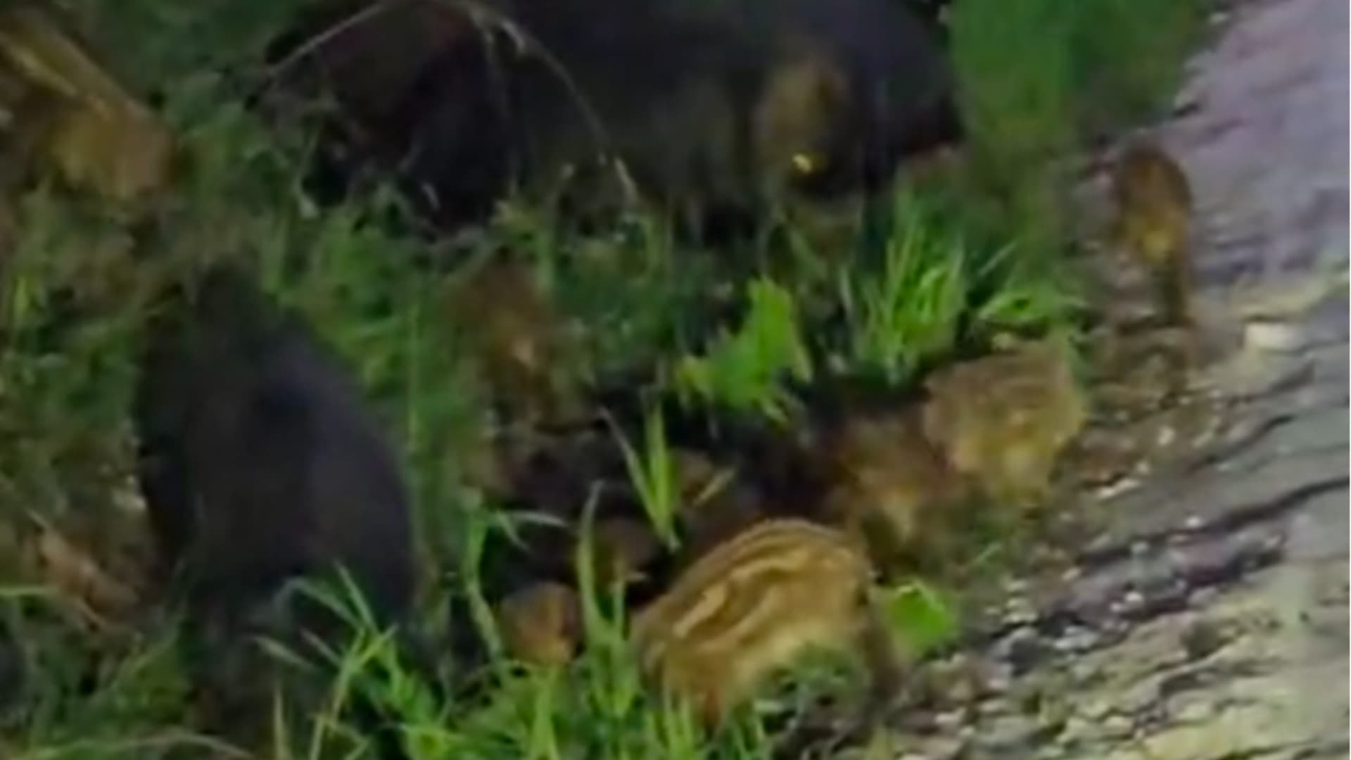 Cinghiali in città, Teramo sotto assedio: allarme sicurezza e rischio sanitario - Video