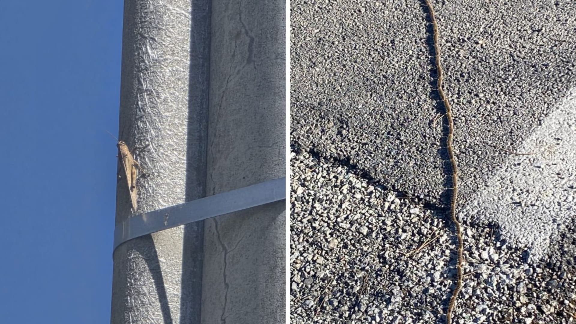 Allarme processionaria a Teramo: rischi per salute e animali