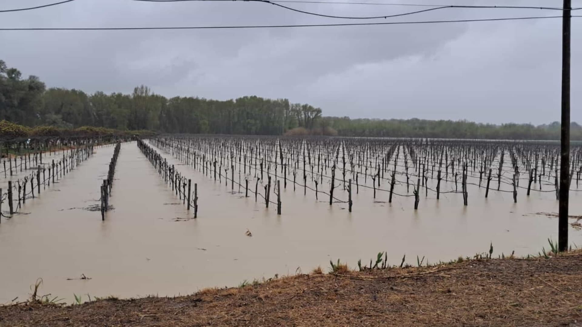 Un vitigno nel Vastese