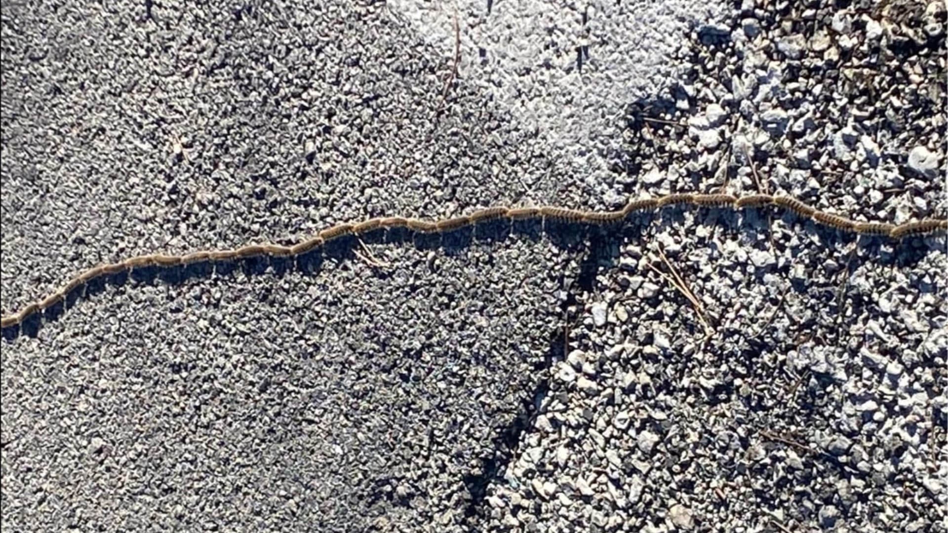 Processionaria caduta sull'asfalto