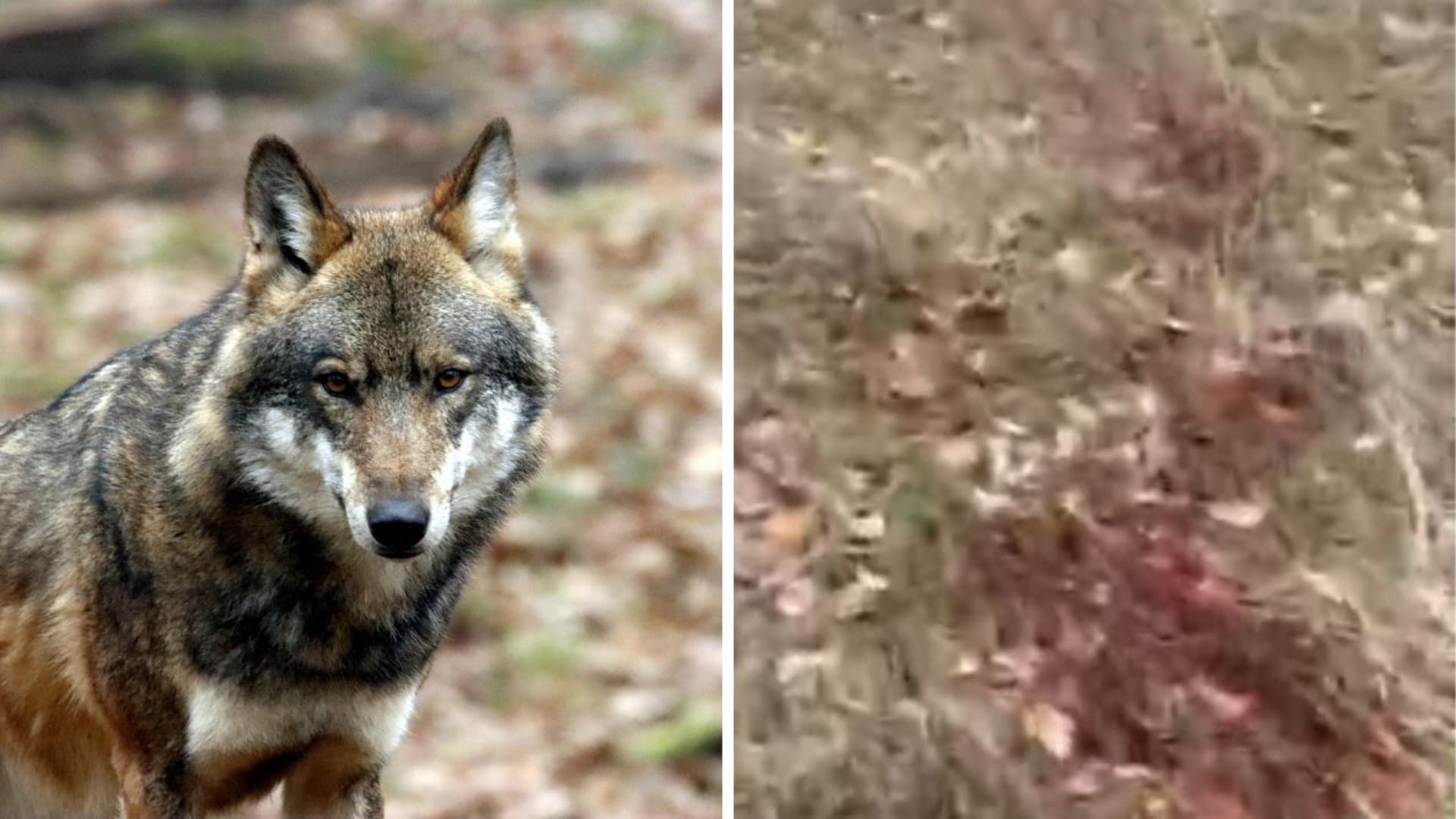 Monte Tre Croci, attacco dei lupi: ucciso un segugio, altri due feriti - Video