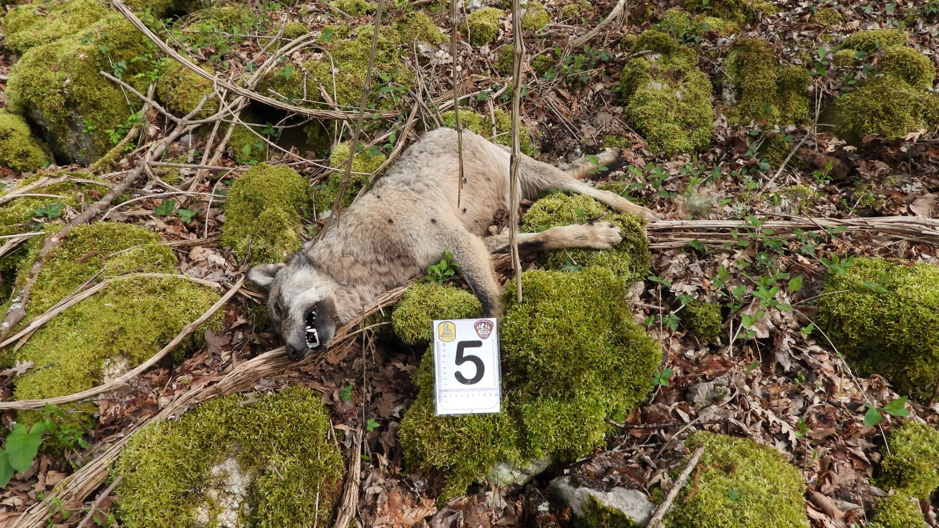 Uno degli animali trovati senza vita