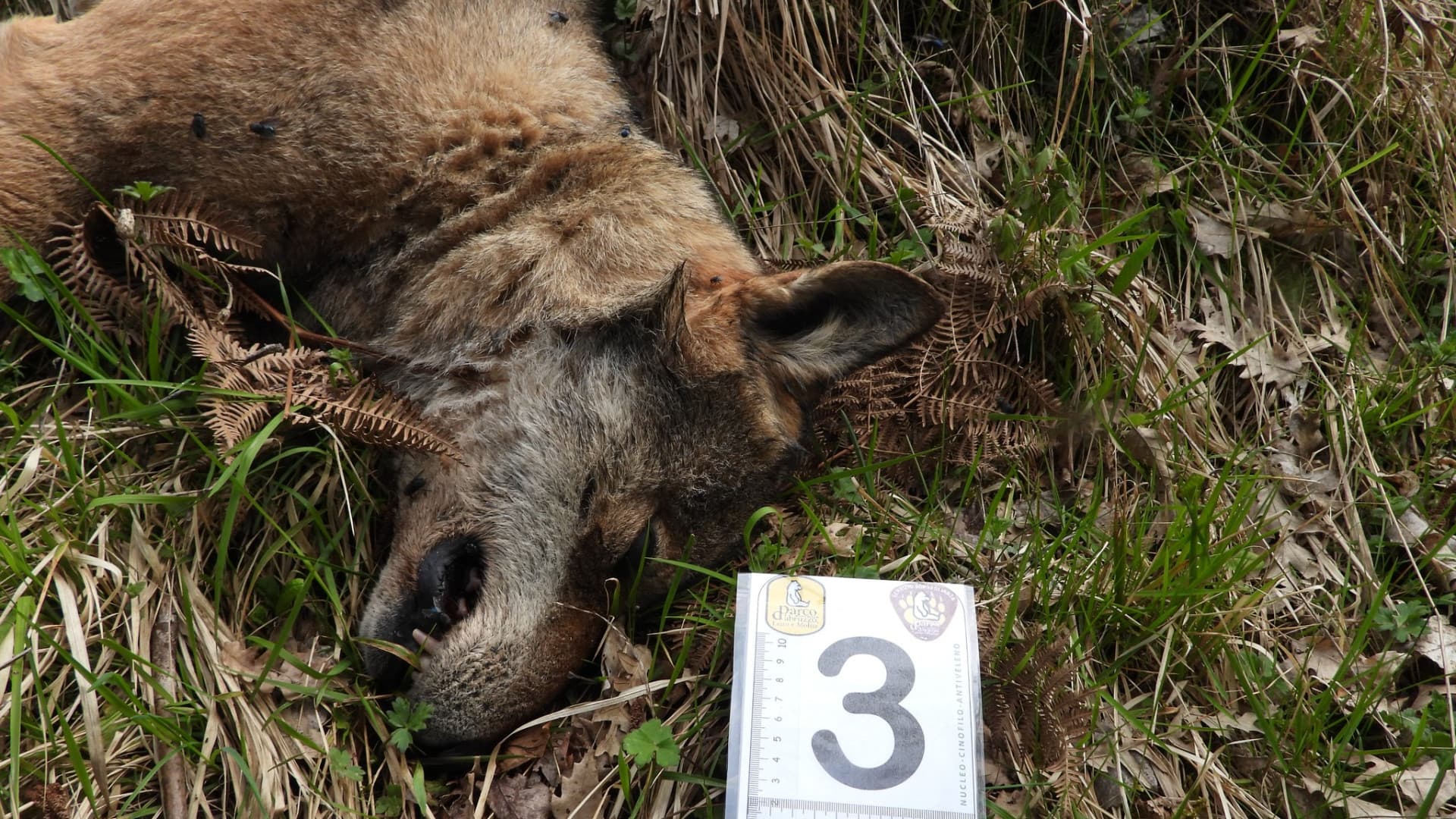 Uno degli ultimi esemplari ritrovati morti