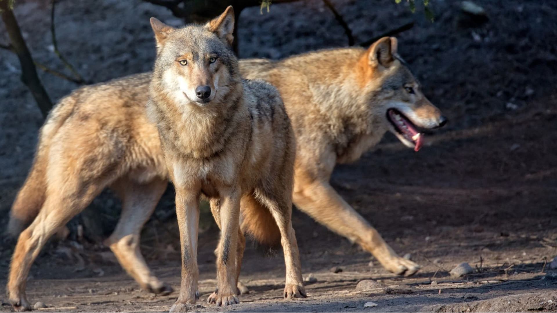 Parco d’Abruzzo, avvelenati 18 lupi: l'indignazione del ministro e l'appello alla tutela della specie