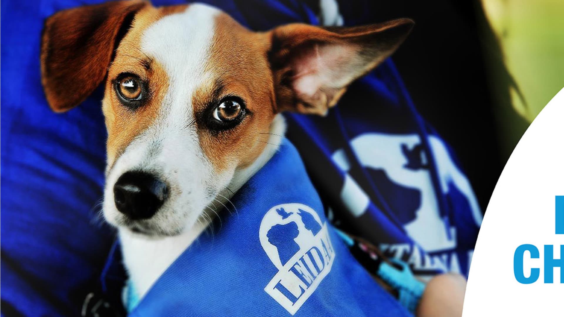 Cane agonizzante per ore: dirigente Asl a processo per omissione di soccorso