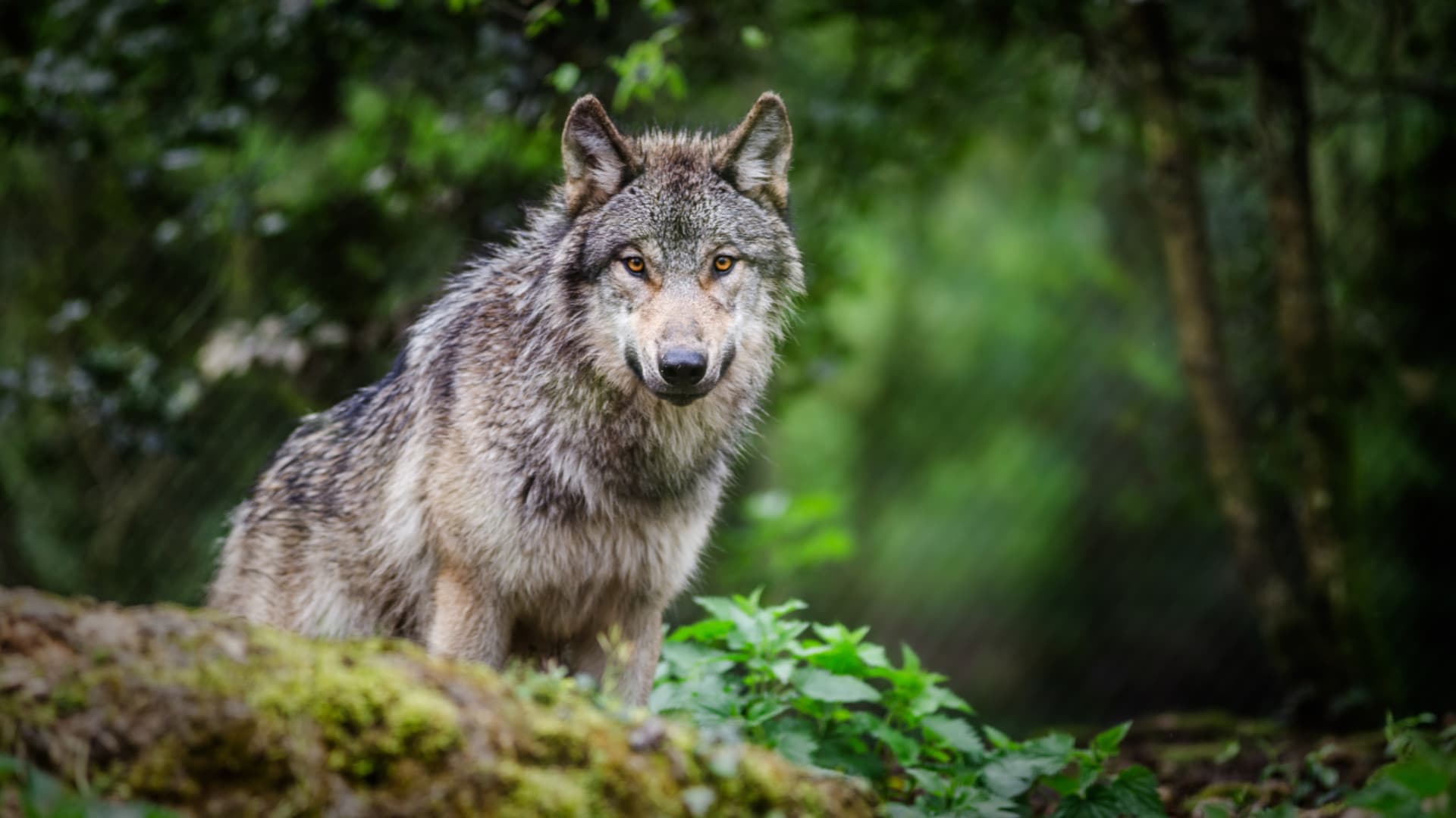 Lupi avvelenati nel Parco, Confagricoltura: “Non siamo noi, crimine contro ambiente e allevatori”