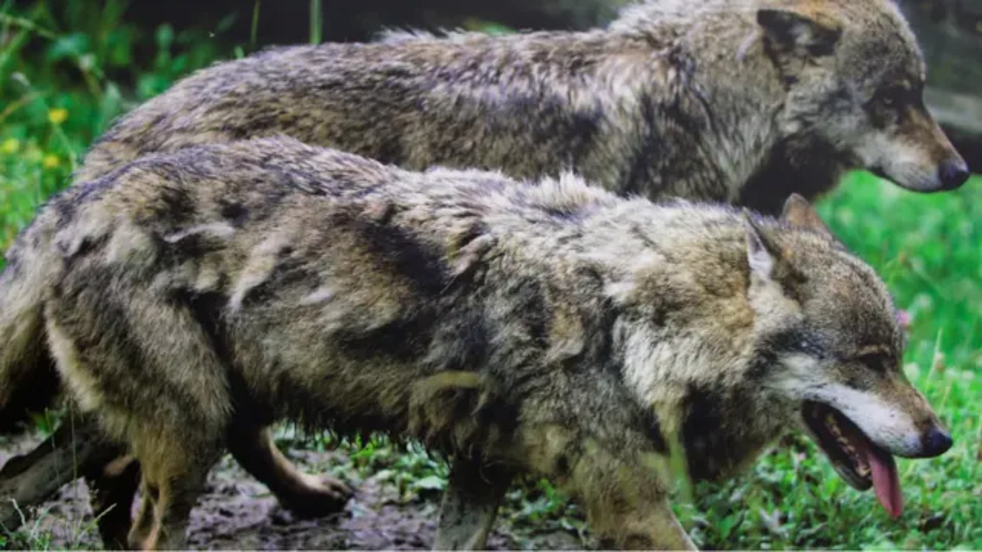 Strage di lupi nel Parco Nazionale: è caccia ai responsabili - Cosa potrebbe dare la svolta