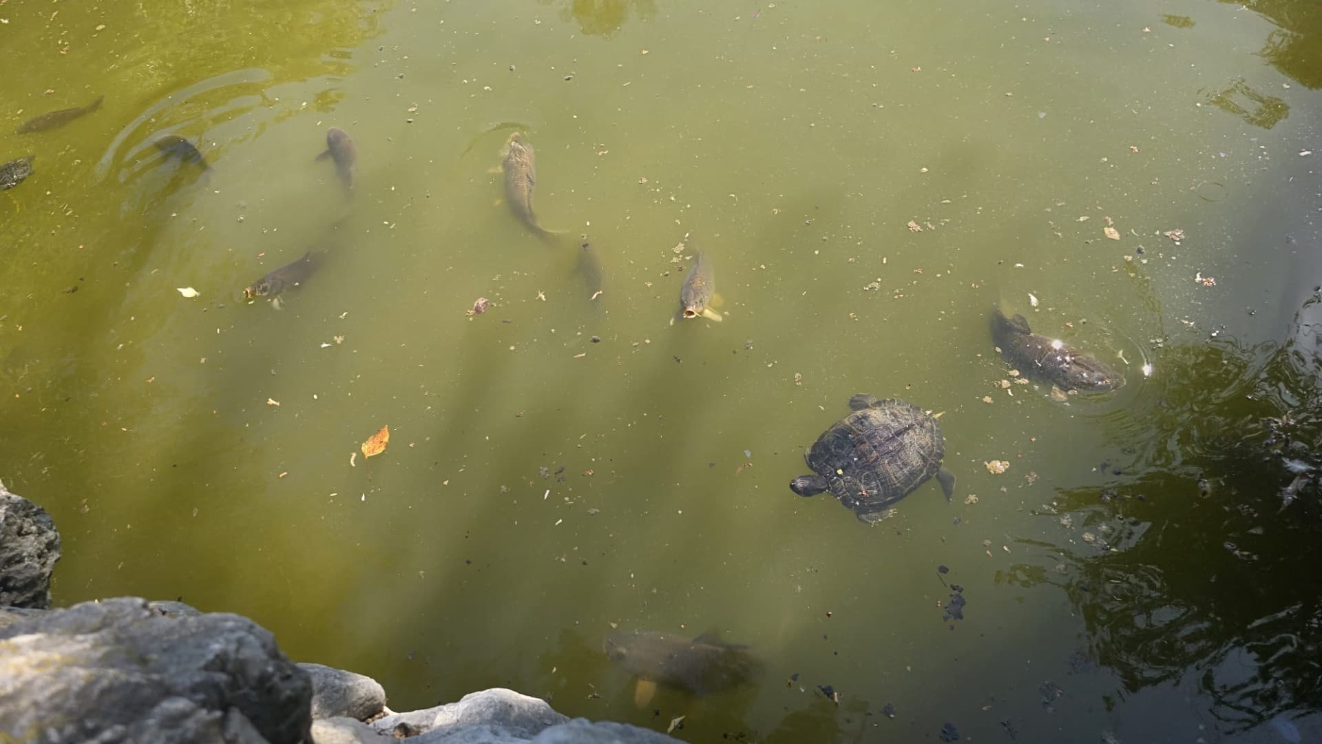 Teramo, emergenza tartarughe alla Villa Comunale: quasi 100 esemplari censiti tra abbandoni e malattie