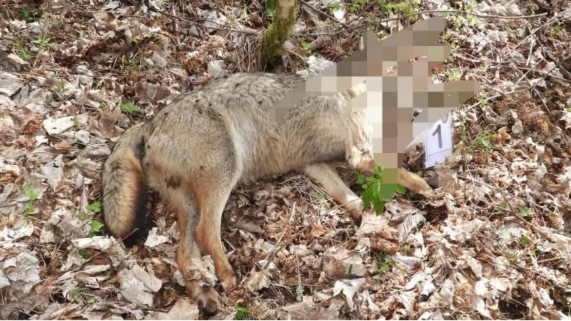 Uno degli esemplari senza vita