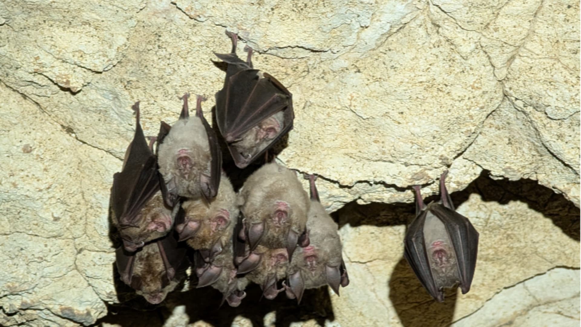 Grotte di Stiffe, scoperta rara: colonia di pipistrelli Rhinolophus euryale in Abruzzo