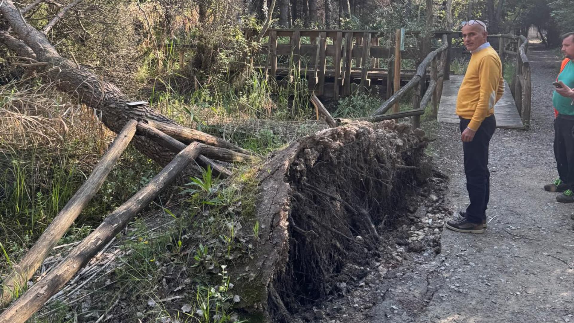 Pescara, allarme sicurezza nella Pineta Dannunziana: altri alberi caduti