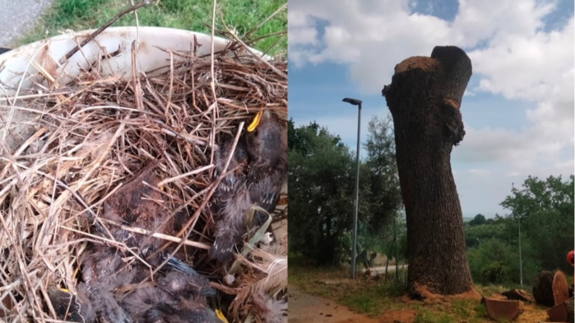 Il nido e la quercia